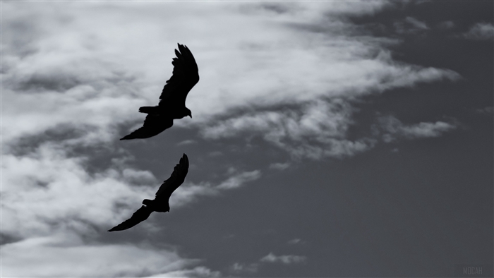 Two birds silhouetted in flight against a cloudy sky