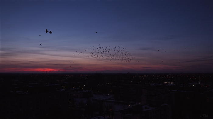 Flock of birds flying over a city at dusk 4K