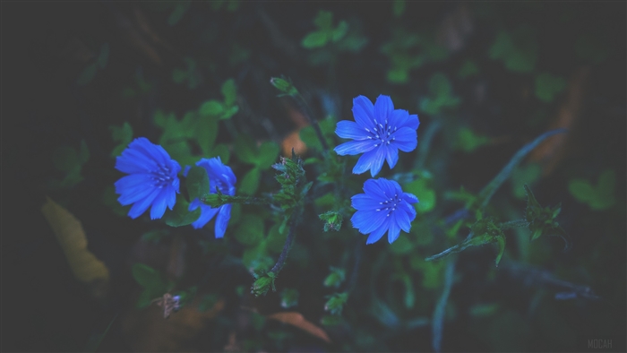 Blue flowers in grass 4K