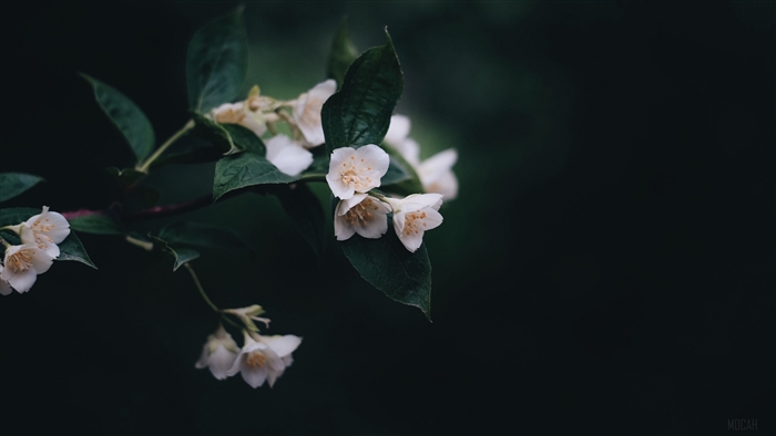 White jasmine flowers on a dark background