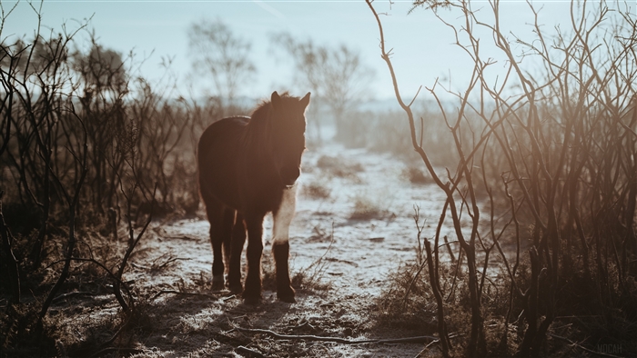Pony in a frosty field with bushes