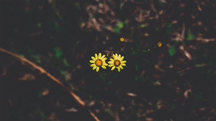 Two yellow flowers with dark background 4K