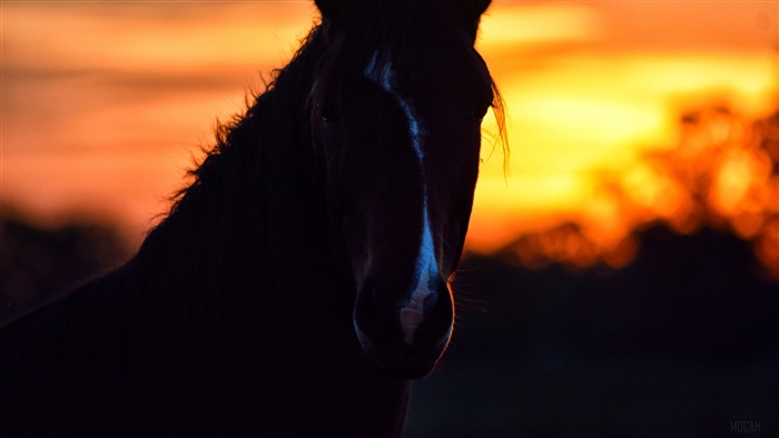 Horse silhouette against a vibrant sunset