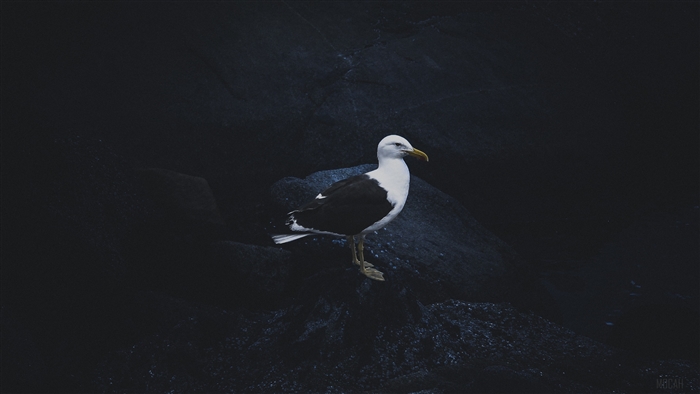 Seagull on dark rocks 4K