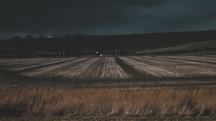 Field with birds flying at dusk