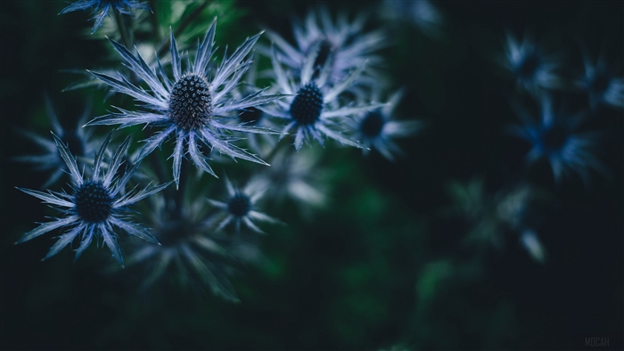 Prickly blue flowers in dark 4K
