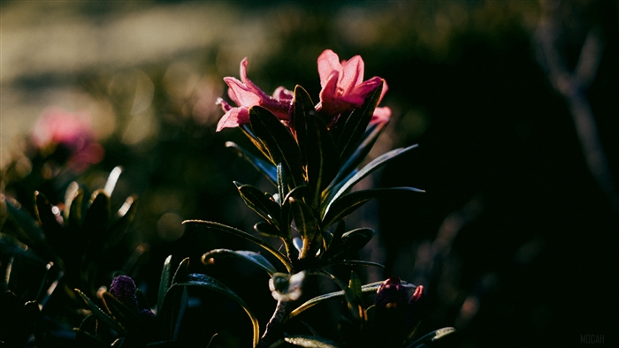 Pink flower with dark leaves 4K