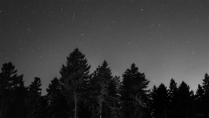 Starry night sky over a forest, BW 4K