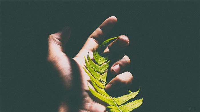 Hand holding a fern leaf in shadow 4K