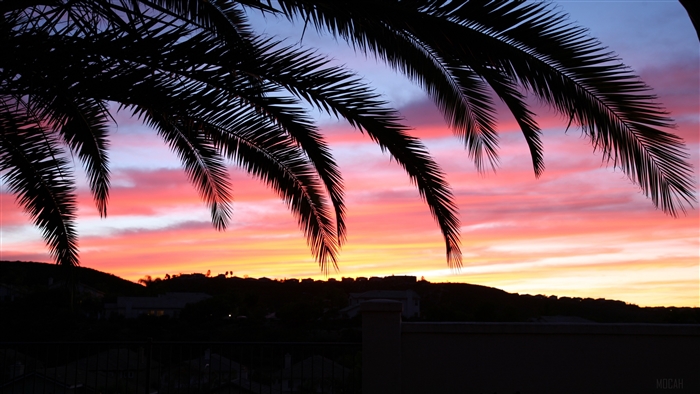 Palm trees silhouette against colorful sunset sky 4K