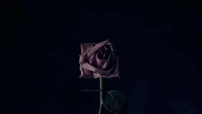 Withered rose on black background 4K