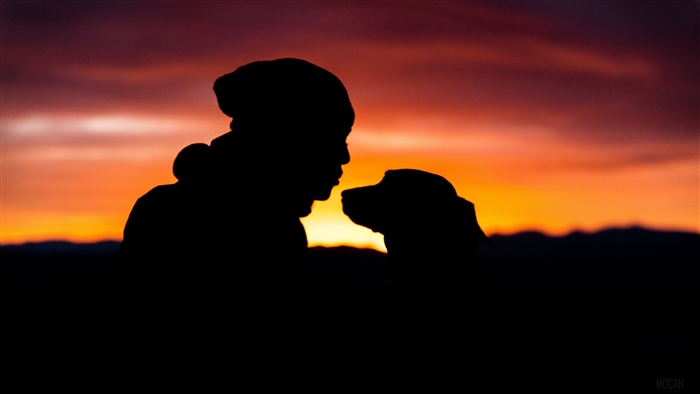 Silhouette of a person and dog at sunset