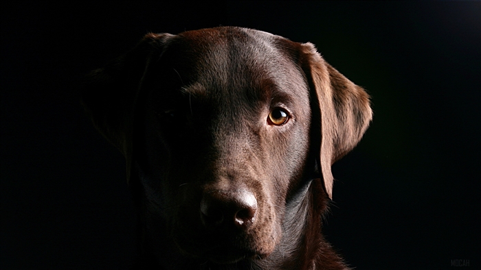 Chocolate Labrador Retriever dog portrait