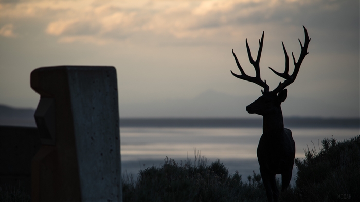 Deer silhouette with large antlers by a lake at dusk