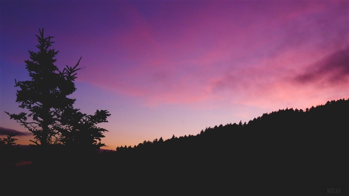 Silhouette of a tree against a purple and pink sunset sky