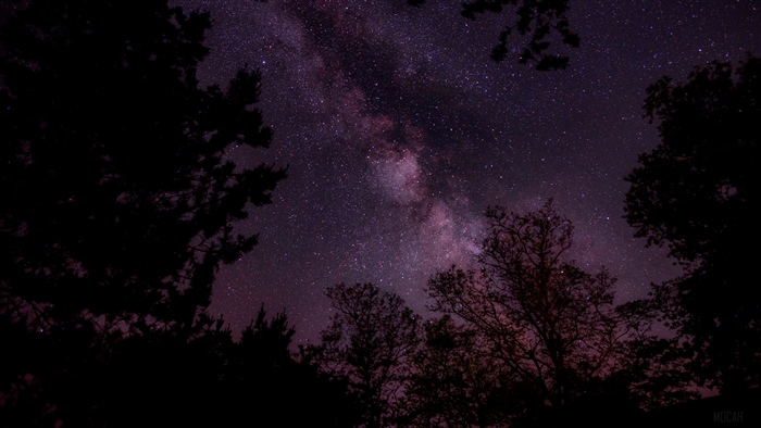 Starry night sky over trees 4K