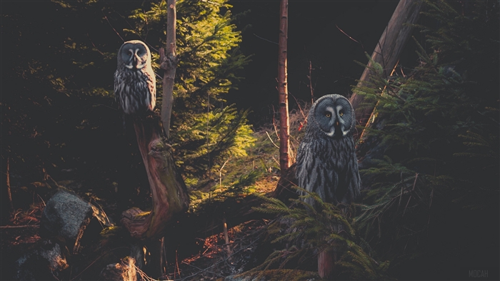 Two Great Grey Owls in a Forest