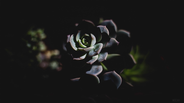 Echeveria succulent in shadow 4K