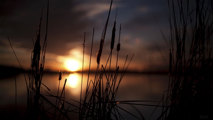 Sunset Over Tranquil Swamp with Reeds Silhouettes