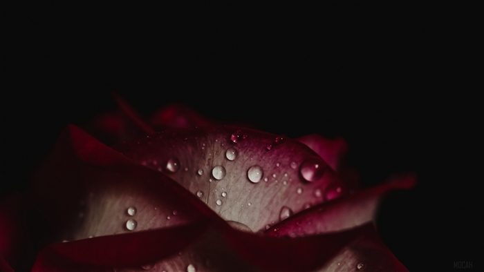 Rose petals with water drops on dark background 4K
