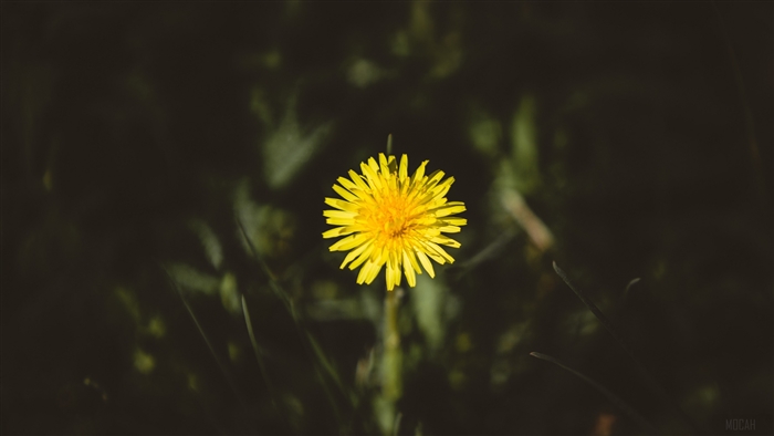Yellow dandelion flower in dark grass 4K