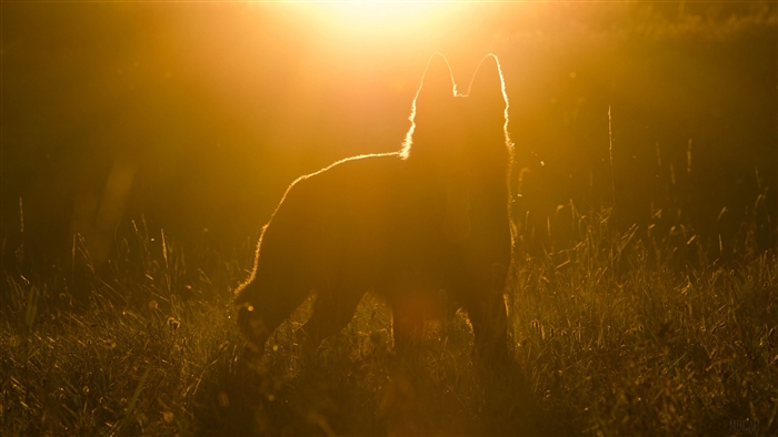 Dog silhouette in sunlight 4K