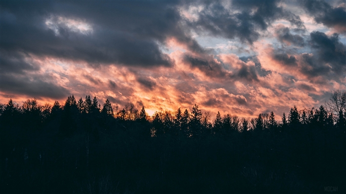 Sunset clouds over a dark forest 4K
