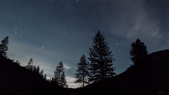 Starry night sky over silhouetted pine trees