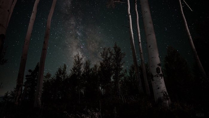Starry night sky over a forest with trees