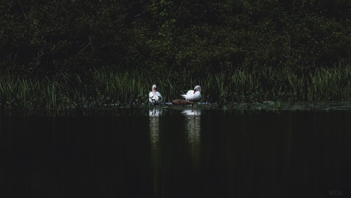 Two swans on a pond with grass and trees 4K