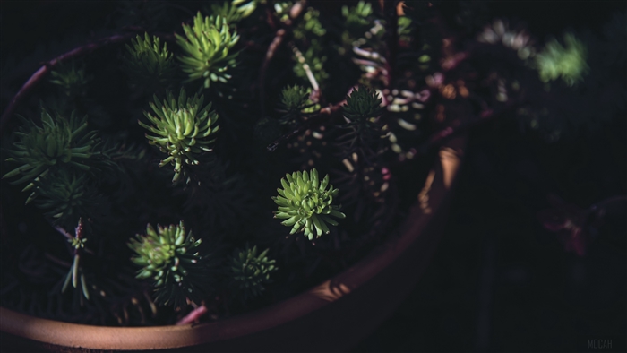 Close-up of a potted succulent plant in 4K