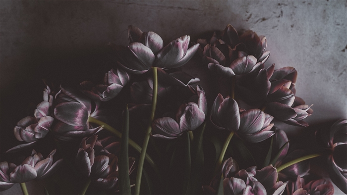 Dark Tulips Bouquet on Textured Wall 4K