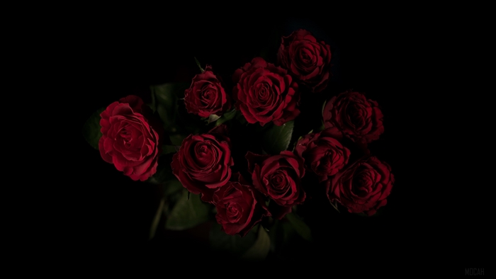 Red roses bouquet on dark background 4K