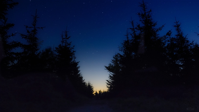 Starry night sky over a forest path
