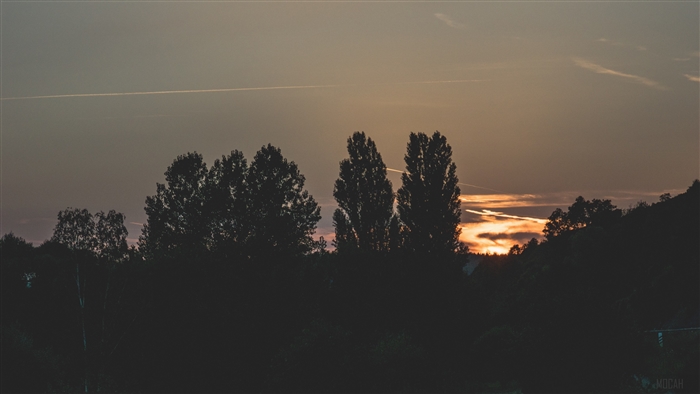 Trees silhouetted against sunset sky with contrails