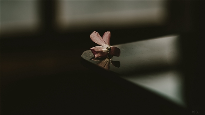 A single pink flower on a dark surface with shadows