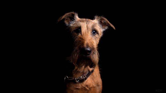 Irish Terrier dog with collar, 4K