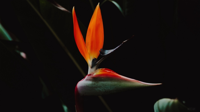 Bird of Paradise flower in 4K