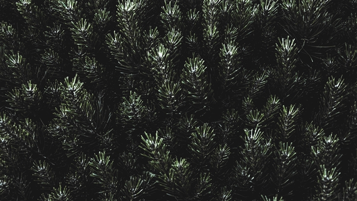 Close-up of dark green pine needles and branches