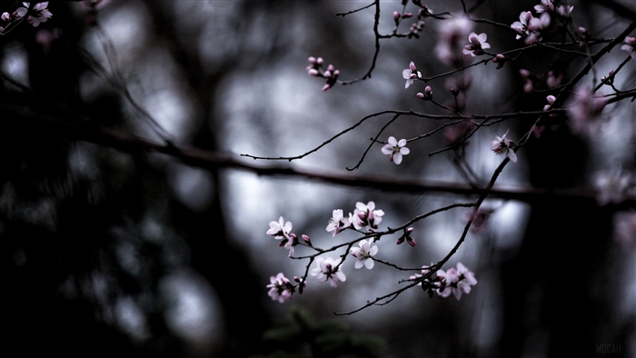 Macro shot of blooming branches with pink flowers