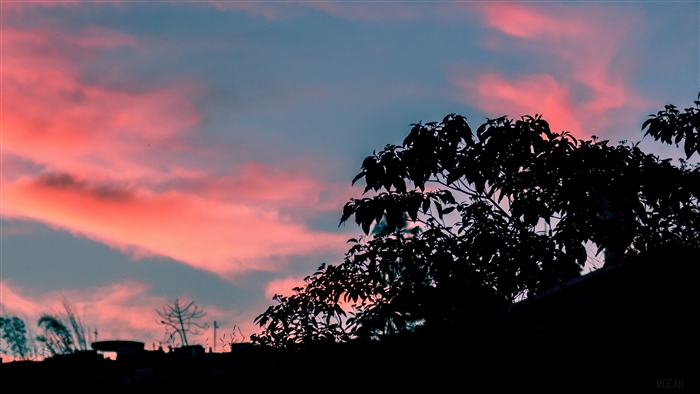 Silhouette of trees against a colorful sunset sky