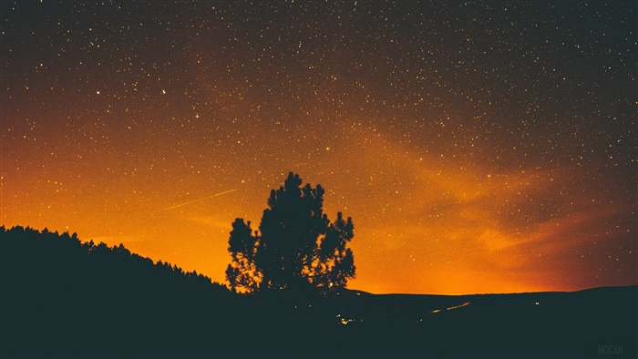 Night sky with stars and a silhouette tree