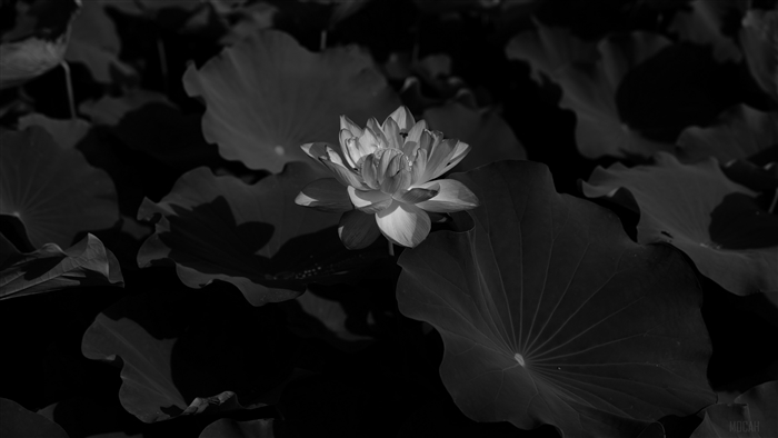 Black and white lotus flower among leaves 4K