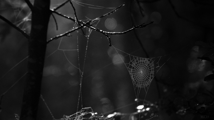 Spiderweb on a tree branch in black and white