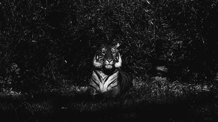 Tiger lying in tall grass, black and white