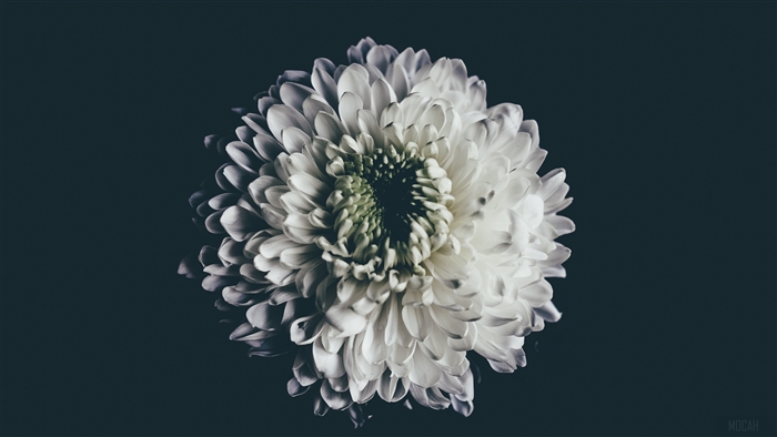 White Aster Flower 4K