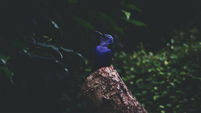 Purple bird on a tree stump with foliage
