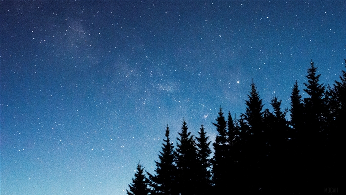 Starry night sky over silhouette of fir trees