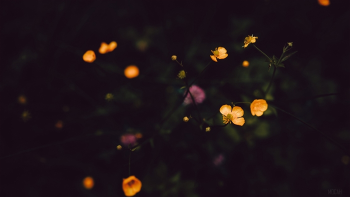Yellow flowers in dark field 4K
