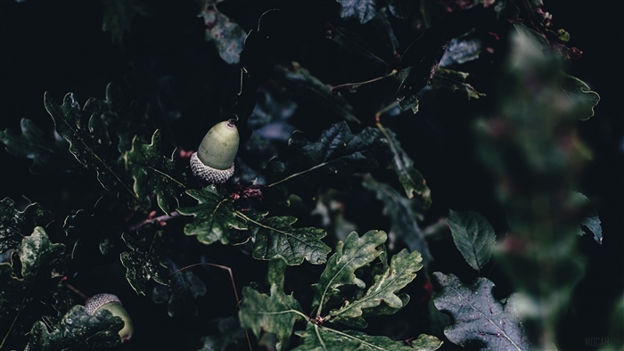 Acorns on oak branches 4K
